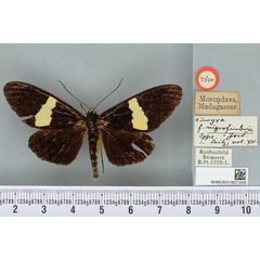 /filer/webapps/moths/media/images/N/nigrifimbriata_Rothia_HT_BMNHa.jpg