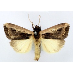 /filer/webapps/moths/media/images/H/hemileuca_Aspidifrontia_AF_BMNH.jpg