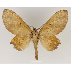 /filer/webapps/moths/media/images/L/lampara_Morongea_AF_Basquin.jpg
