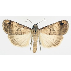 /filer/webapps/moths/media/images/L/longicosta_Crypsotidia_AM_TMSA_01.jpg