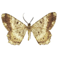 /filer/webapps/moths/media/images/U/ugandaria_Boarmia_HT_BMNHb.jpg