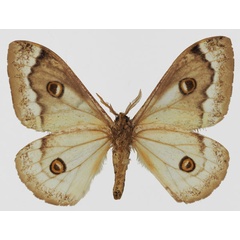 /filer/webapps/moths/media/images/S/subangulata_Usta_AM_Basquinb.jpg