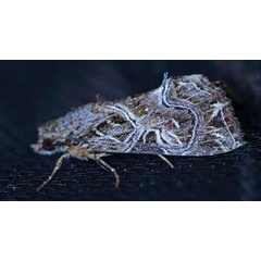 /filer/webapps/moths/media/images/Y/yerburii_Callopistria_A_Voaden.jpg