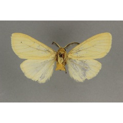 /filer/webapps/moths/media/images/S/similis_Estigmene_HT_BMNH.jpg