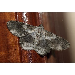 /filer/webapps/moths/media/images/S/selenaria_Ascotis_A_Voaden_01.jpg