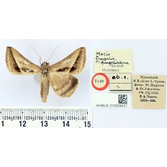 /filer/webapps/moths/media/images/F/frugalisana_Mocis_HT_BMNH.jpg