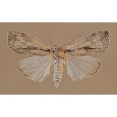 /filer/webapps/moths/media/images/M/miophora_Characoma_A_Butler.jpg
