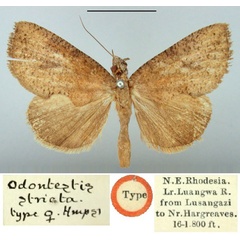 /filer/webapps/moths/media/images/S/striata_Odontestis_HT_BMNH.jpg