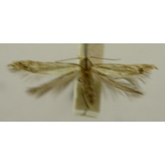 /filer/webapps/moths/media/images/I/ictifera_Colonophora_HT952_TMSA_01.jpg