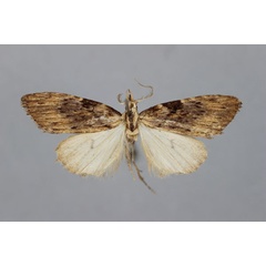 /filer/webapps/moths/media/images/N/nigroradiata_Meganola_A_BMNH.jpg