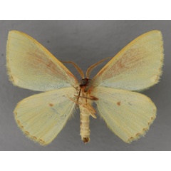 /filer/webapps/moths/media/images/P/pavonina_Archichlora_HT_ZSM_02.jpg