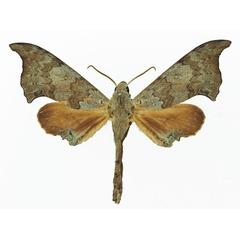 /filer/webapps/moths/media/images/A/anochus_Polyptychus_AM_Basquin_01a.jpg
