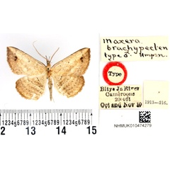 /filer/webapps/moths/media/images/B/brachypecten_Maxera_HT_BMNH.jpg