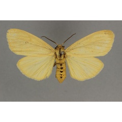 /filer/webapps/moths/media/images/L/laglaizei_Estigmene_HT_BMNH.jpg