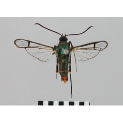 /filer/webapps/moths/media/images/M/monogama_Camaegeria_HT_BMNH.jpg