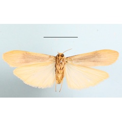 /filer/webapps/moths/media/images/G/goniophoroides_Asythosia_A_MGCLb_02.JPG