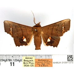 /filer/webapps/moths/media/images/V/vitrea_Episparis_AM_BMNH.jpg
