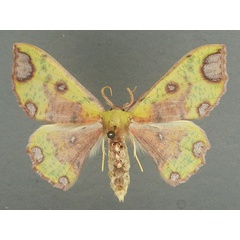 /filer/webapps/moths/media/images/T/triplaga_Victoria_AM_TMSA_02.jpg