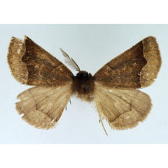 /filer/webapps/moths/media/images/S/stevensoni_Odontopera_AM_TMSA.jpg