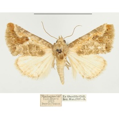 /filer/webapps/moths/media/images/S/subolivalis_Eublemma_AM_BMNH.jpg