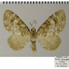 /filer/webapps/moths/media/images/D/dohertyi_Eupithecia_AF_ZSM.jpg