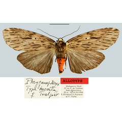 /filer/webapps/moths/media/images/I/incerta_Phryganopteryx_AT_MNHN.jpg