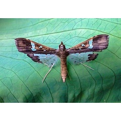 /filer/webapps/moths/media/images/V/vitrata_Maruca_A_Pasquasy_01.jpg