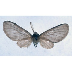 /filer/webapps/moths/media/images/R/rendalli_Apisa_ST_BMNH_01.jpg