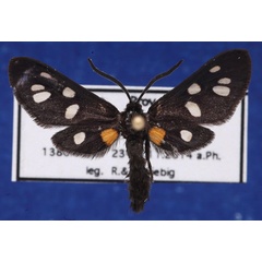 /filer/webapps/moths/media/images/A/atricornis_Asinusca_AM_Schellhorn.jpg