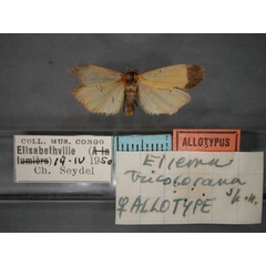 /filer/webapps/moths/media/images/T/tricolorana_Eilema_AT_RMCA_01.jpg