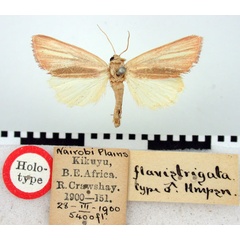 /filer/webapps/moths/media/images/F/flavistrigata_Timora_HT_BMNH.jpg