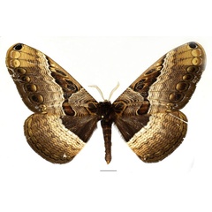 /filer/webapps/moths/media/images/R/richinii_Dactyloceras_AM_Basquin_03.jpg