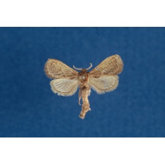 /filer/webapps/moths/media/images/I/ianrobertsoni_Lebedodes_HT_NHMO.jpg