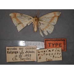 /filer/webapps/moths/media/images/E/eutoeodes_Anoectomychus_HT_RMCA_02.jpg