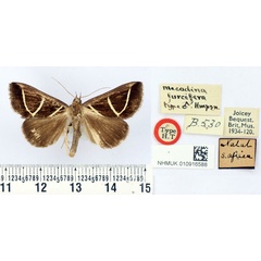 /filer/webapps/moths/media/images/F/furcifera_Mecodina_HT_BMNH.jpg