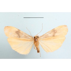 /filer/webapps/moths/media/images/G/goniophoroides_Asythosia_A_MGCLb_01.JPG