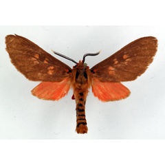 /filer/webapps/moths/media/images/C/cinereoguttata_Hippurarctia_AM_Ochse_02.jpg