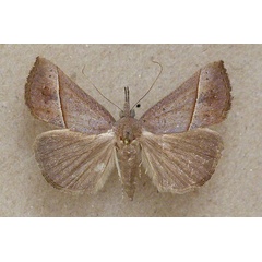 /filer/webapps/moths/media/images/L/laetalimaior_Hypena_A_Butler.jpg