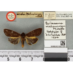 /filer/webapps/moths/media/images/M/melanimon_Spilosoma_HT_BMNHa.jpg
