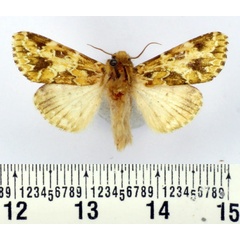 /filer/webapps/moths/media/images/V/viettei_Nyodes_AM_BMNH.jpg