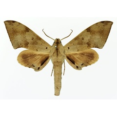 /filer/webapps/moths/media/images/N/nigriplaga_Polyptychus_AM_Basquin_01a.jpg