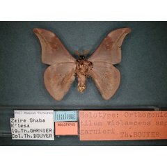 /filer/webapps/moths/media/images/G/garnieri_Orthogonioptilum_HT_RMCA_02.jpg