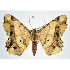 /filer/webapps/moths/media/images/U/umbrata_Chiasmia_AF_NHMO.jpg