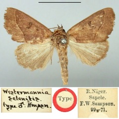 /filer/webapps/moths/media/images/S/selenitis_Westermannia_HT_BMNH.jpg