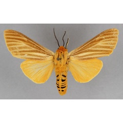 /filer/webapps/moths/media/images/V/vieui_Toulgarctia_A_BMNH.jpg