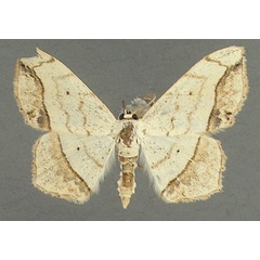 /filer/webapps/moths/media/images/P/penricei_Scopula_AM_TMSA.jpg