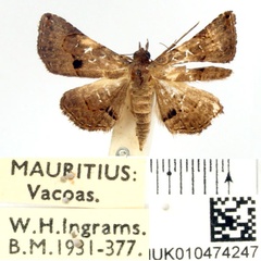 /filer/webapps/moths/media/images/M/moestalis_Rhesala_AF_BMNH_02.jpg