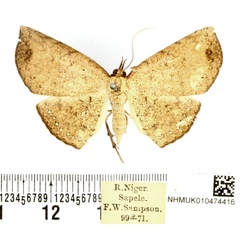 /filer/webapps/moths/media/images/S/sigillata_Hollandia_AF_BMNH_01.jpg