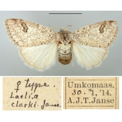 /filer/webapps/moths/media/images/C/clarki_Laelia_PT_TMSA.jpg