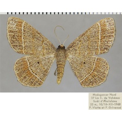 /filer/webapps/moths/media/images/S/sakalava_Isturgia_AF_ZSM.jpg